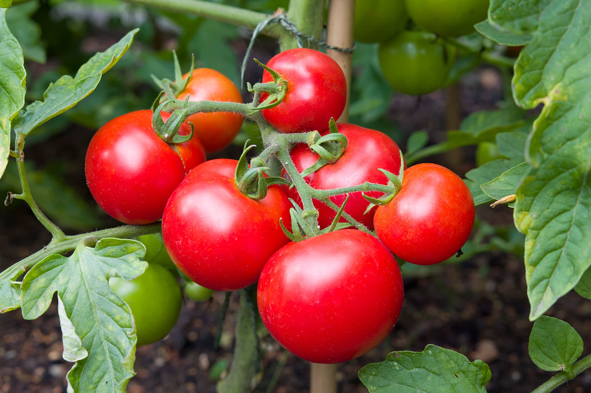 Heirloom Tomatoes